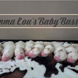 Green collar - Red and white male Basset Hound puppy in Denison, Texas from Emma Lou's Baby Bassets