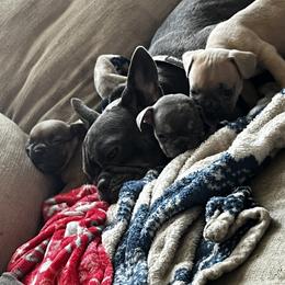 French Bulldog Puppies from Blue Ridge Frenchies of Virginia