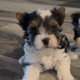 Mickey - Black tan and white male Biewer Terrier puppy in Cartersville, Georgia from Alpha Tiny Paws