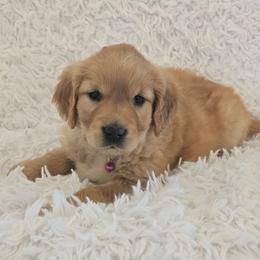 Nora - Golden female Golden Retriever puppy in Milton Freewater, Oregon from Lilac Acres