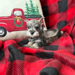 Hank - Salt and pepper male Miniature Schnauzer puppy in Atoka, Oklahoma from Boggy Depot Cavaliers & Friends