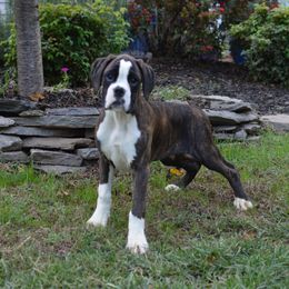 Boxer Puppies from Euro Boxx Boxers