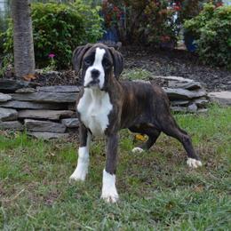 Boxer Puppies from Euro Boxx Boxers