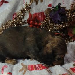 Dachshund Puppies from CLARK'S BREEDING PROGRAM