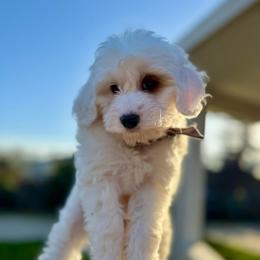 Chai - Parti male Goldendoodle puppy in Rio Linda, California from Plush Doodles