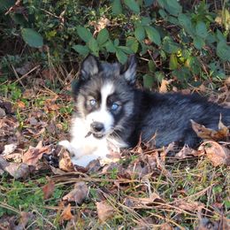 Pomsky and Siberian Husky Puppies from Beastly Beauties Huskies & Pomskies
