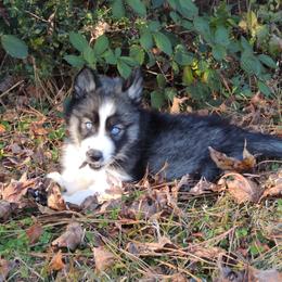 Pomsky and Siberian Husky Puppies from Beastly Beauties Huskies & Pomskies