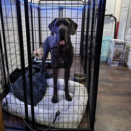 Great Dane Puppies from Anderson Blau’s Great Danes