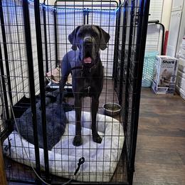 Great Dane Puppies from Anderson Blau’s Great Danes
