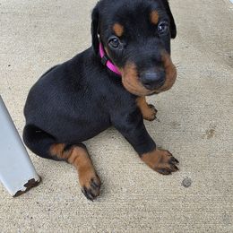 Sofia - Black and rust female Doberman Pinscher puppy in Anderson, Indiana from Legendary Kennels