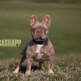 Cashapp - French Bulldog