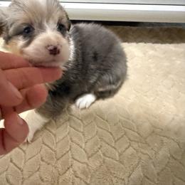 Eliza - Blue merle and white female American Corgi puppy in Decatur, Texas from Bar S Corgis