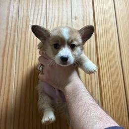 Dude - Red male Pembroke Welsh Corgi puppy in Delton, Michigan from CorGizmo