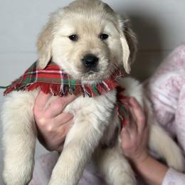 River - Light golden male Golden Retriever puppy in Phillips, Wisconsin from Alfalfa Lane Adventures