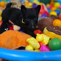 Yellow collar female Belle - Black female Scottish Terrier puppy in Seymour, Missouri from Fairview's Precious Pups