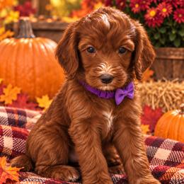 Purple - Red female Irish Doodle puppy in Madison, Wisconsin from Morningside Doodles