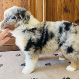 Sky - Blue merle male Miniature American Shepherd puppy in Spanaway, Washington from Meadow Run Mini American Shepherds