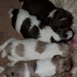 Aussiedoodle Puppies from Abbott Family Farm