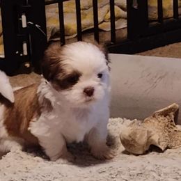 Girl 4 - Shih Tzu puppy from R&R Shih-Tzus & Stud Services