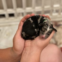 Aussiedoodle Puppies from Home Grown Doodles