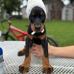 Freya - Black and rust female Doberman Pinscher puppy in Aredale, Iowa from Royal Dynasty Dobermann Kennel