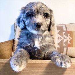 Aussiedoodle Puppies from Ellum Branch Aussiedoodles