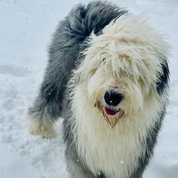 Wylder - Old English Sheepdog