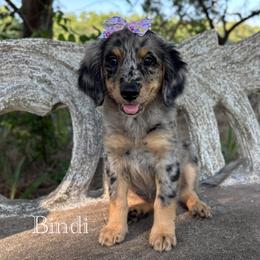 BINDI - female Australian Mountain Doodle puppy in Bristow, Oklahoma from 10-Acre Woods Cockapoos