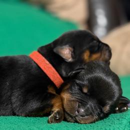 Purple - Black and mahogany female Rottweiler puppy in Kissimmee, Florida from Macht Haus Rottweilers