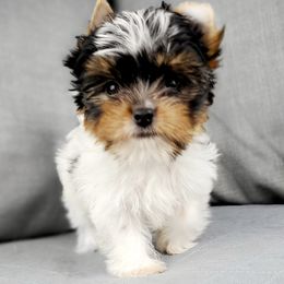 Yorkshire Terrier Puppies from Pixieland Yorkshire Terriers