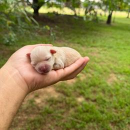 Baby Ruth - Wheaten female Miniature Schnauzer puppy in Clover, South Carolina from Bobo’s Babies Kennels