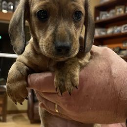 Boy 1 - Brindle male Dachshund puppy in Sultan, Washington from Honeydew Ranch