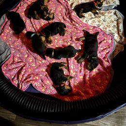 Airedale Terrier puppies from Cool Hand Luke Kennels