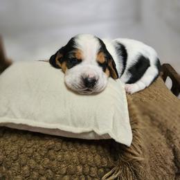 Cork Rocket - Black brown and white male Basset Hound puppy in Lone Jack, Missouri from Wee Little Bassets