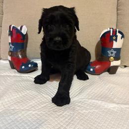 Paradise - Black female Giant Schnauzer puppy in Houston, Texas from Elevated Pearl Giants
