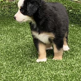 Miniature American Shepherd Puppies from Harbor View Mini American Shepherds
