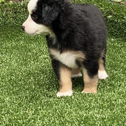 Miniature American Shepherd Puppies from Harbor View Mini American Shepherds