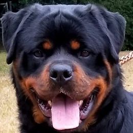 Rottweilers from Aliece's Rottweilers