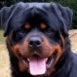 Rottweilers from Aliece's Rottweilers