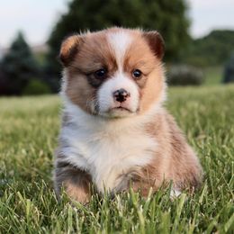 Pembroke Welsh Corgi Puppies from Highland Meadows