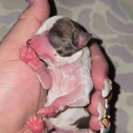 Cici - Chocolate and white female Chihuahua puppy in Amity, Pennsylvania from Baxters Chihuahuas