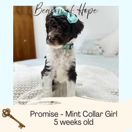Promise - Parti female Goldendoodle puppy in Montgomery, Texas from Dacus Doodles