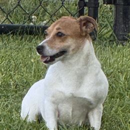 Jack Russell Terriers from Wampler Jacks