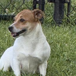 Jack Russell Terriers from Wampler Jacks
