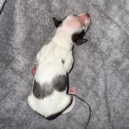 Dachshund Puppies from Winnie’s Royal Doxies