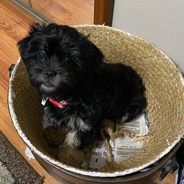 Shichons from Sharon's Shichon