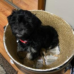 Shichons from Sharon's Shichon