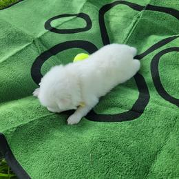 Rudy - White and biscuit male American Eskimo Dog puppy in Washington Township, Ohio from Turks Eskis