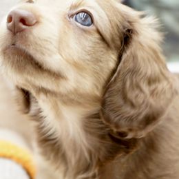Dachshund Puppies from 30 Acre Woods Dachshunds