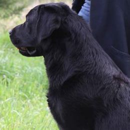 Labrador Retrievers from Everland Labradors